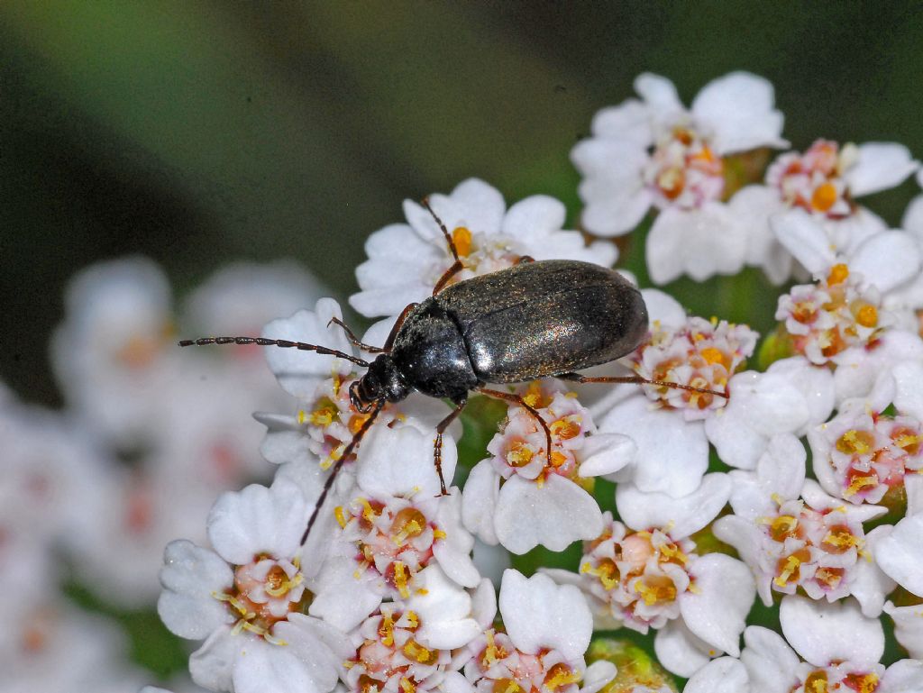 Tenebrionidae Alleculinae: Isomira sp.